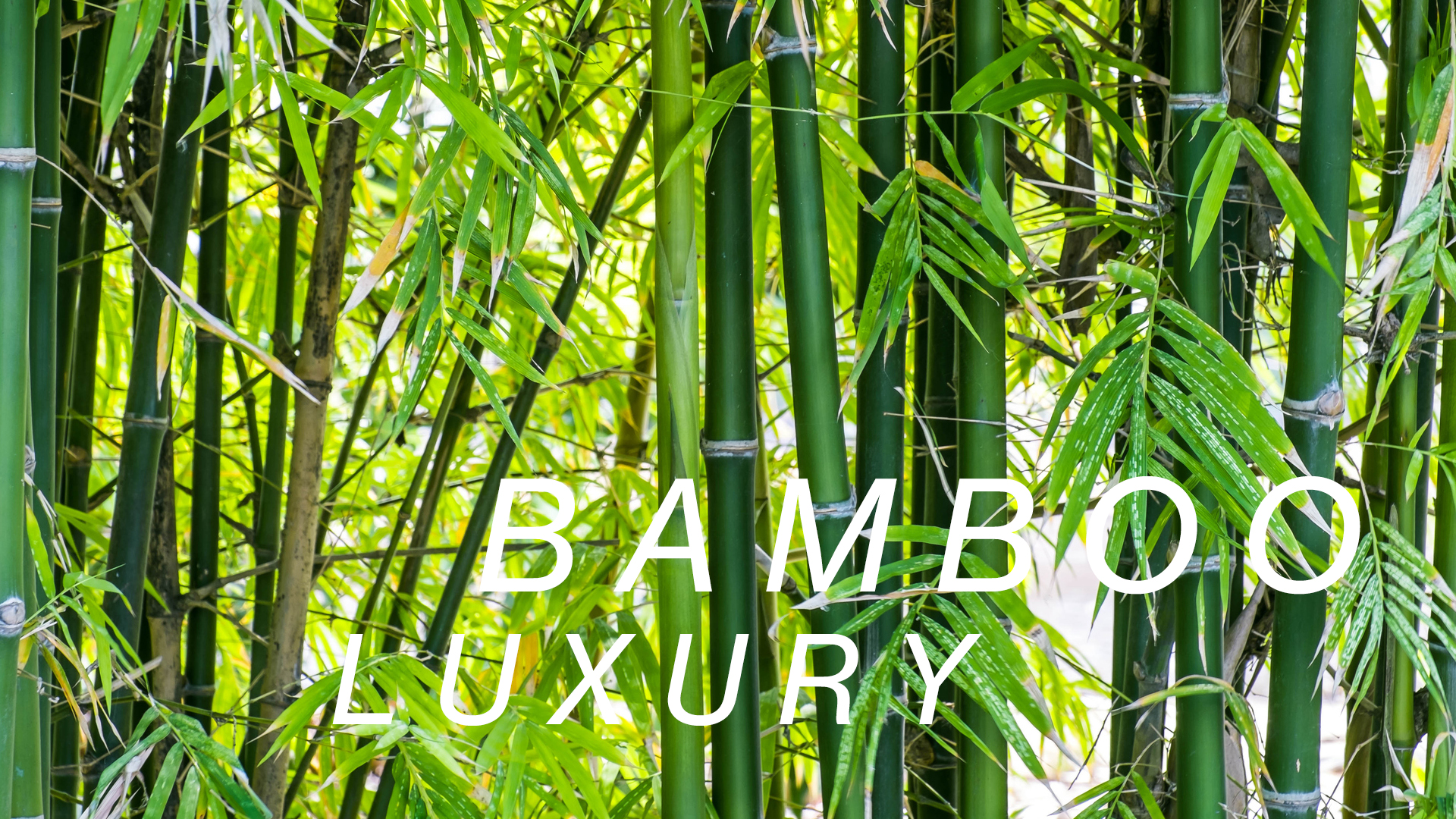 t-shirt z Bambusa, bamboo